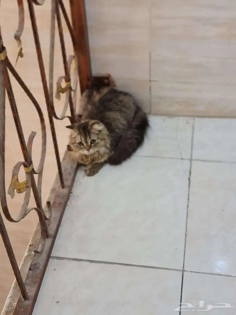 قطه بيت نظيفه للتبني في ينبع 3
