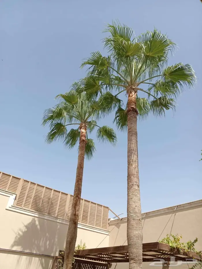 تركيب نخيل وقص اشجار بالرياض 2