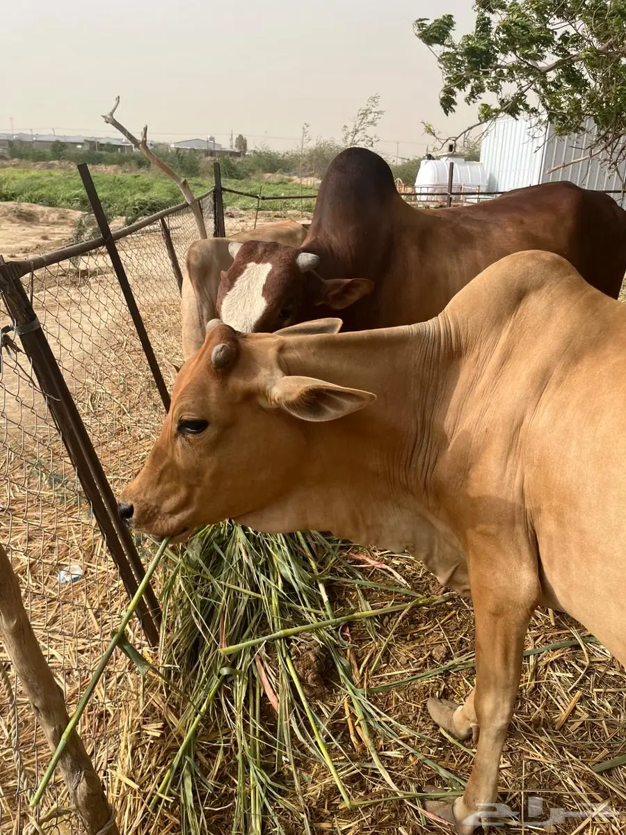 ثور فحل حار وشروط و بقره وحسيلة كلهم دفع 2