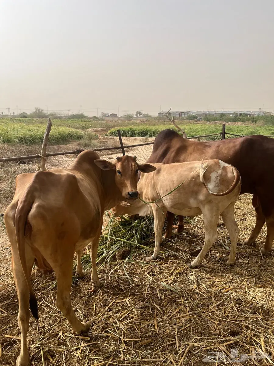 ثور فحل حار وشروط و بقره وحسيلة كلهم دفع 3