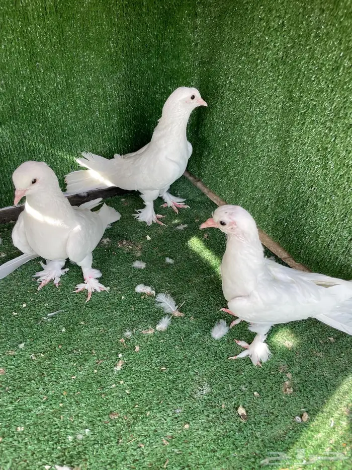 جوز ابيض معقد 3