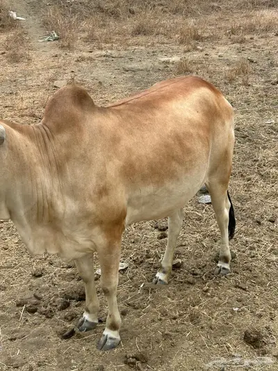 هروب 1