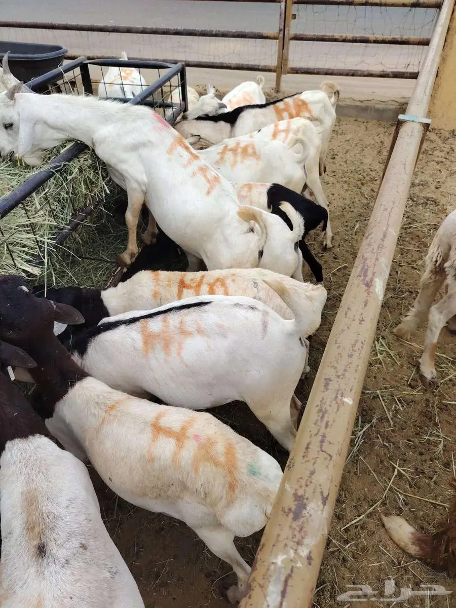 برابر و تيوس و سواكن و نعيمي و قعدان مرابي بمزارعنا 2