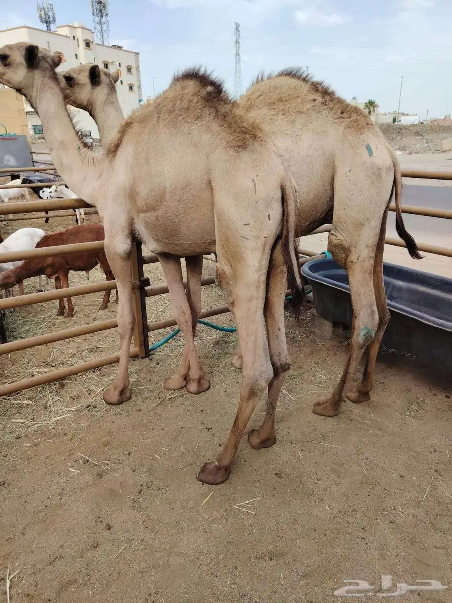 برابر و تيوس و سواكن و نعيمي و قعدان مرابي بمزارعنا 7