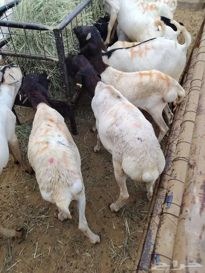 برابر و تيوس و سواكن و نعيمي و قعدان مرابي بمزارعنا 5