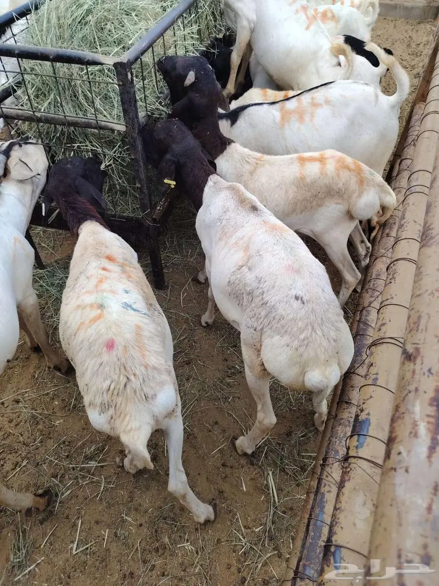 برابر و تيوس و سواكن و نعيمي و قعدان مرابي بمزارعنا 5