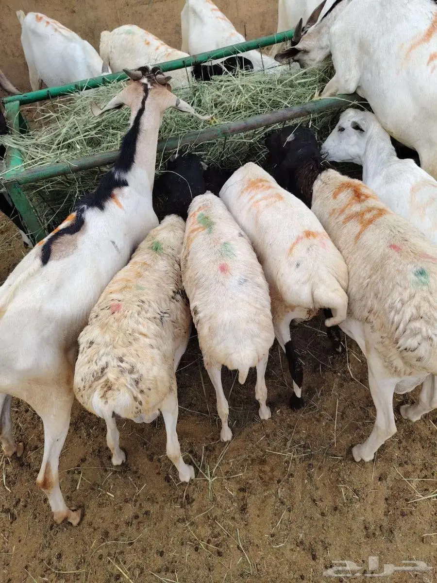 برابر و تيوس و سواكن و نعيمي و قعدان مرابي بمزارعنا 3
