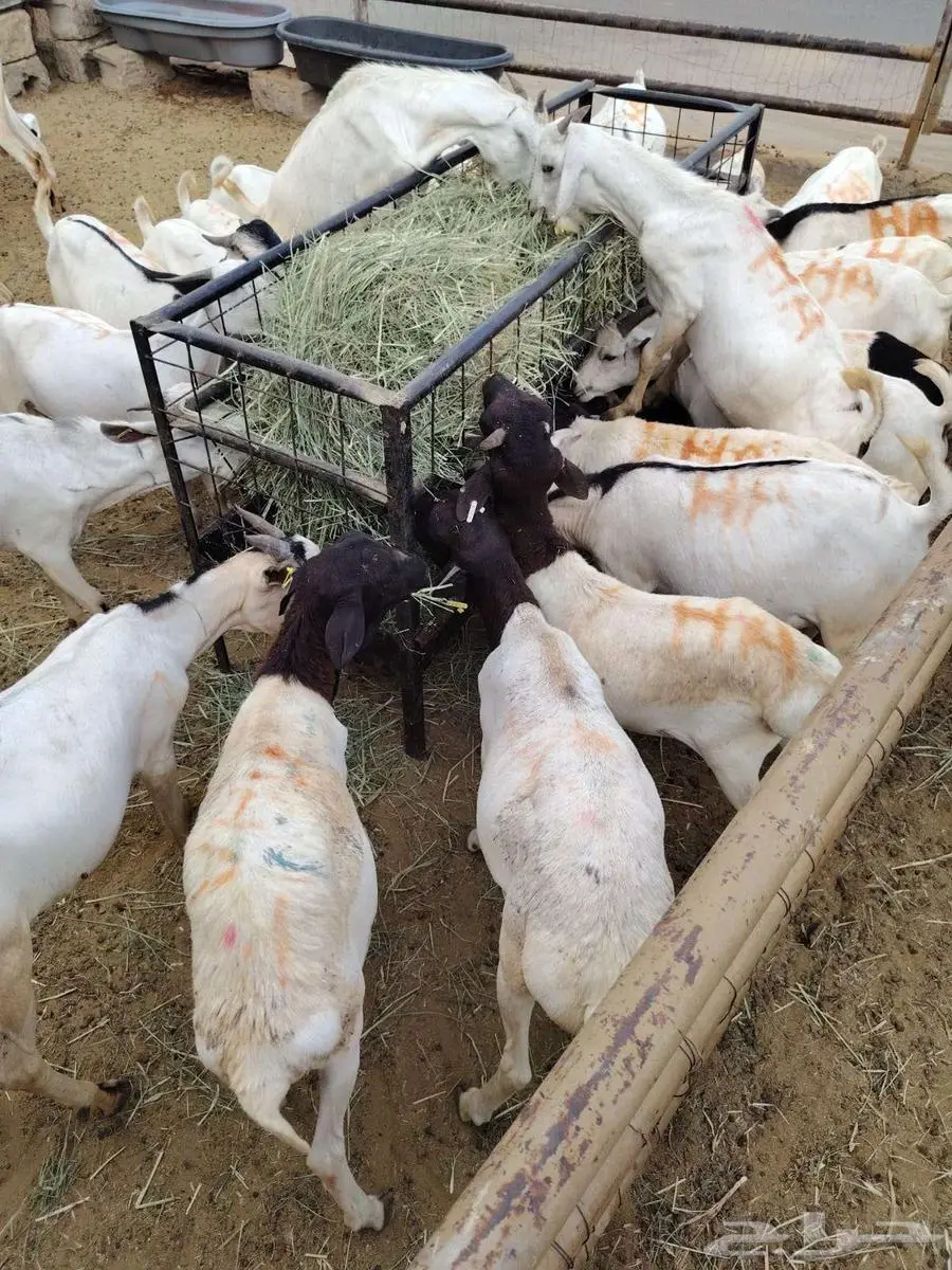 برابر و تيوس و سواكن و نعيمي و قعدان مرابي بمزارعنا 4