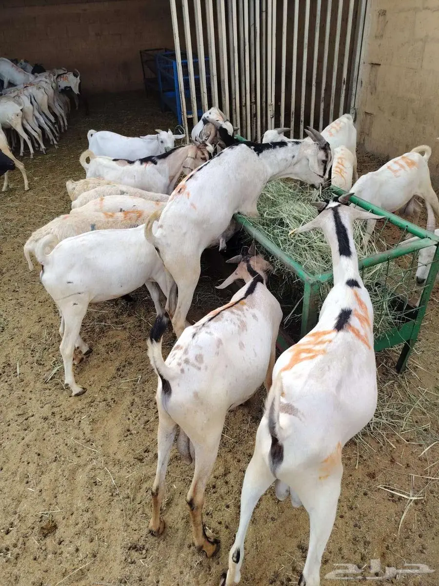 برابر و تيوس و سواكن و نعيمي و قعدان مرابي بمزارعنا 1