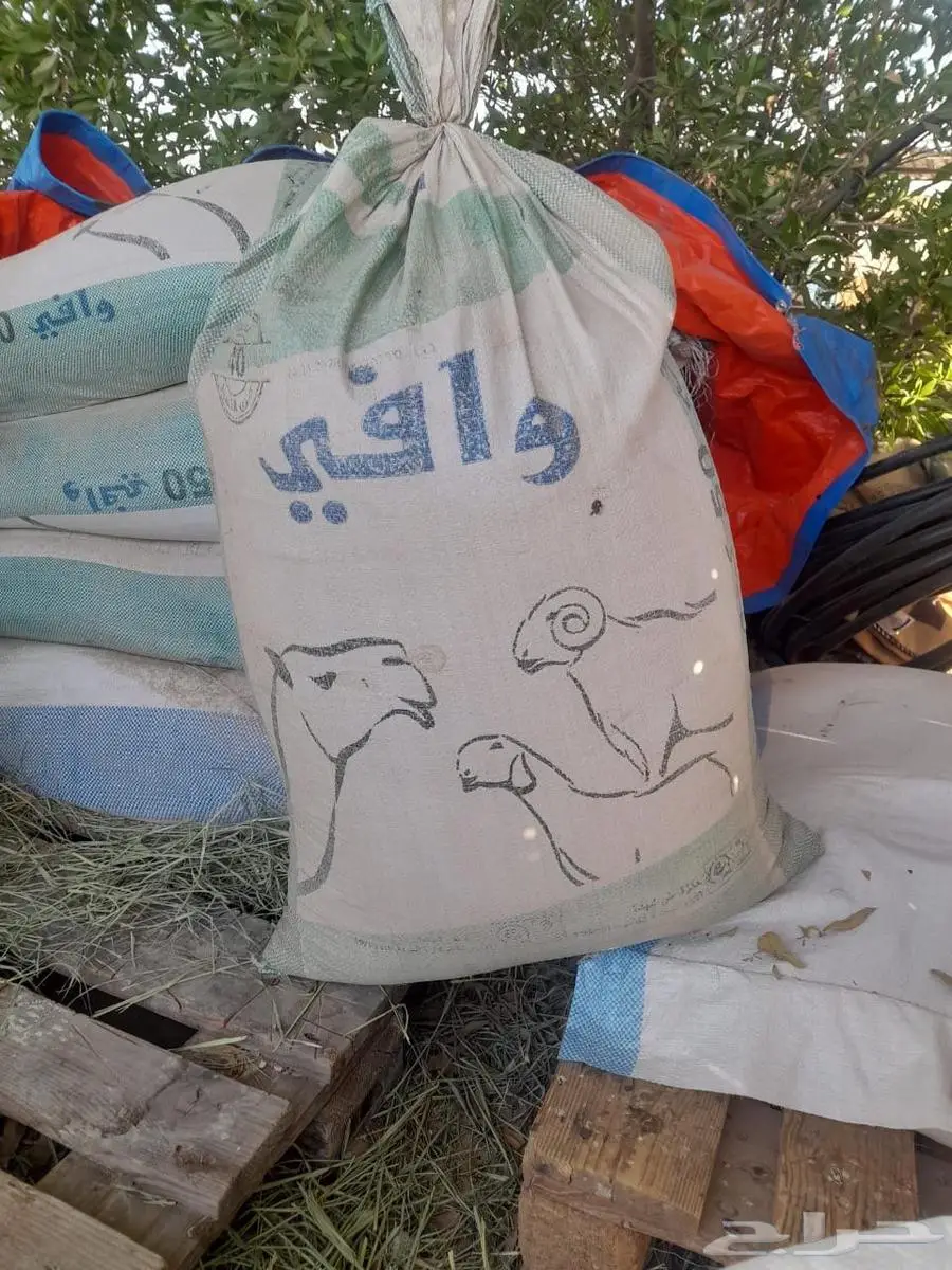 علف شوار للغنم 0