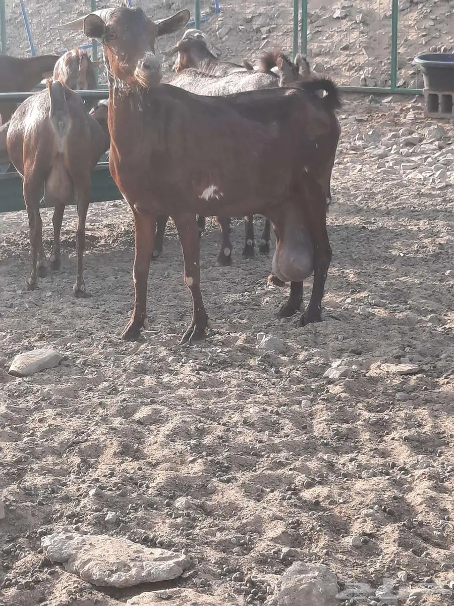 ماعز شاه دبساء وشحاء دافع واصله 2