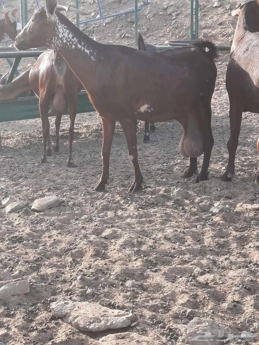 ماعز شاه دبساء وشحاء دافع واصله 0