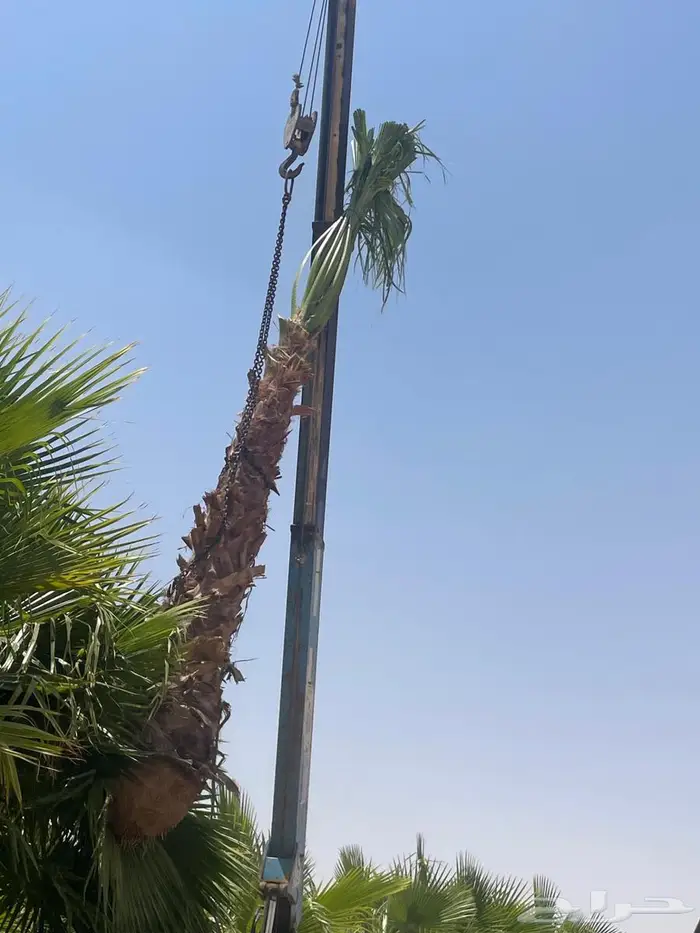 نخل واشطن 6