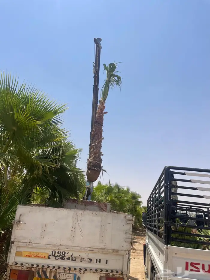 نخل واشطن 8
