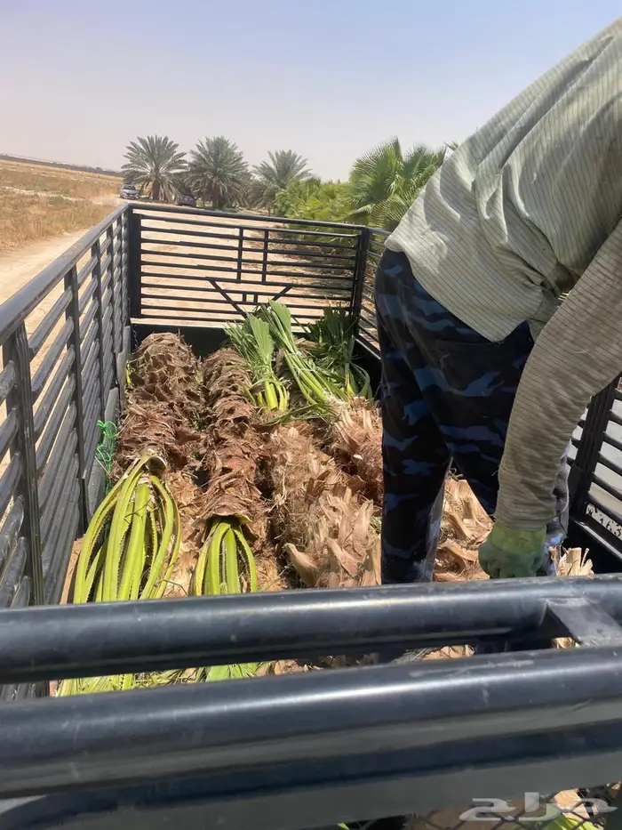 نخل واشطن 13