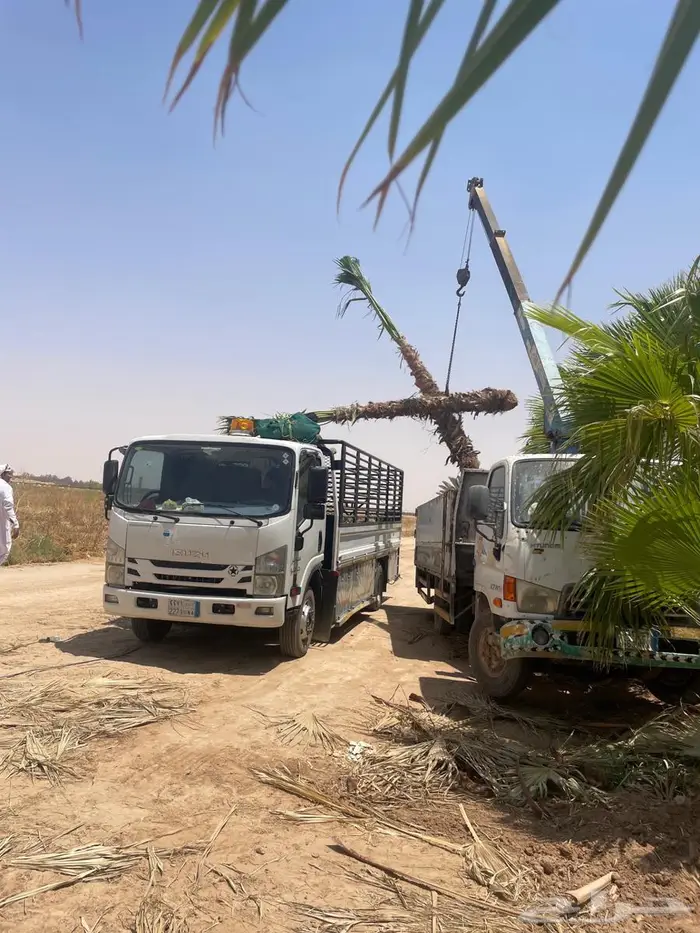 نخل واشطن 12