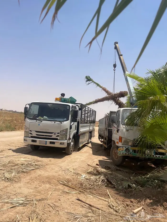 نخل واشطن 14