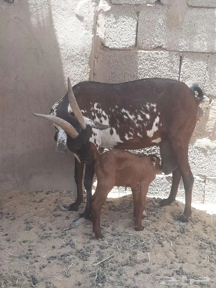 معزا شاه خلفه محايليه وشحاء دبساء 4