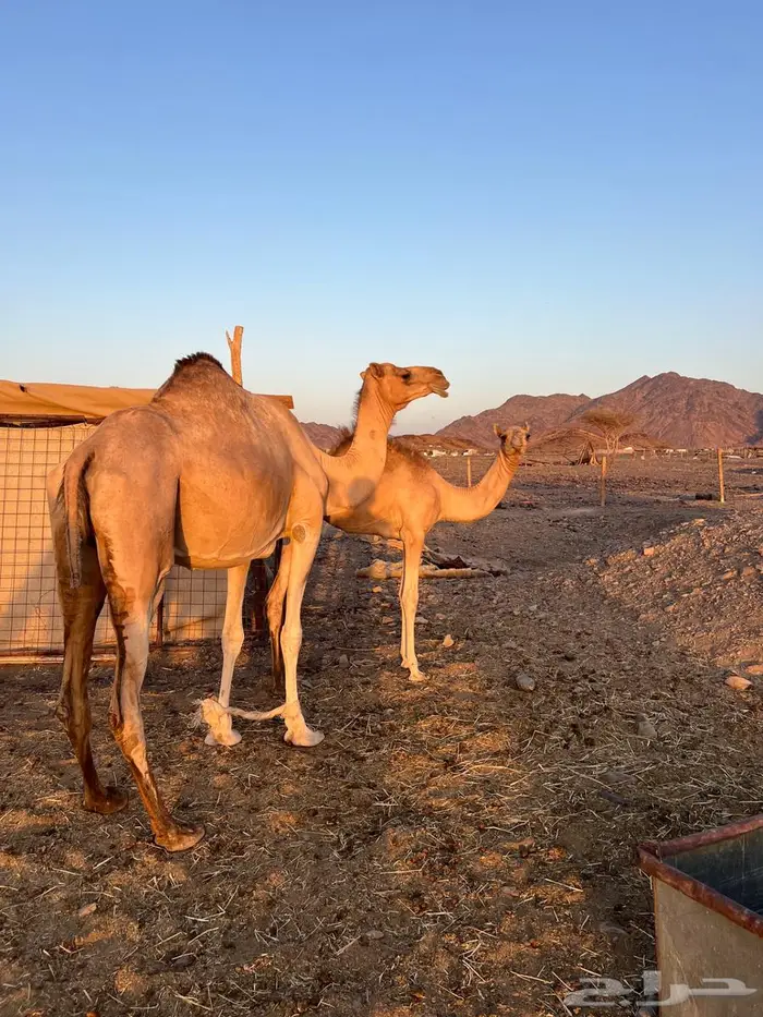 للبيع ناقه عمانيه منتج بكره سبوق 2