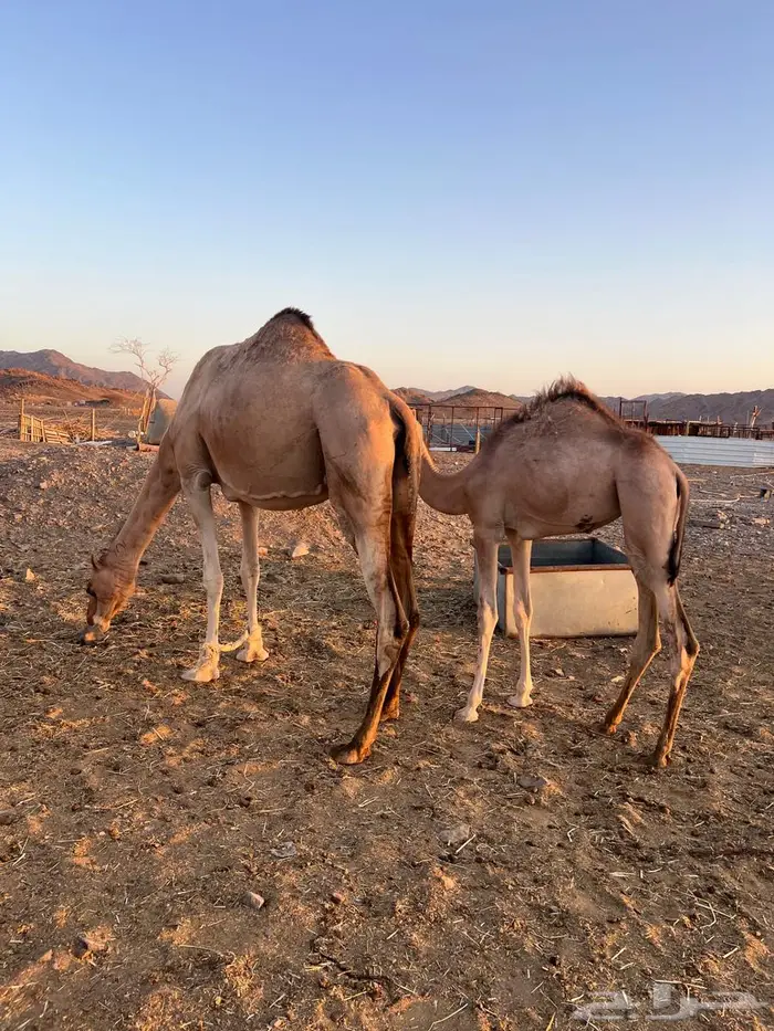 للبيع ناقه عمانيه منتج بكره سبوق 0