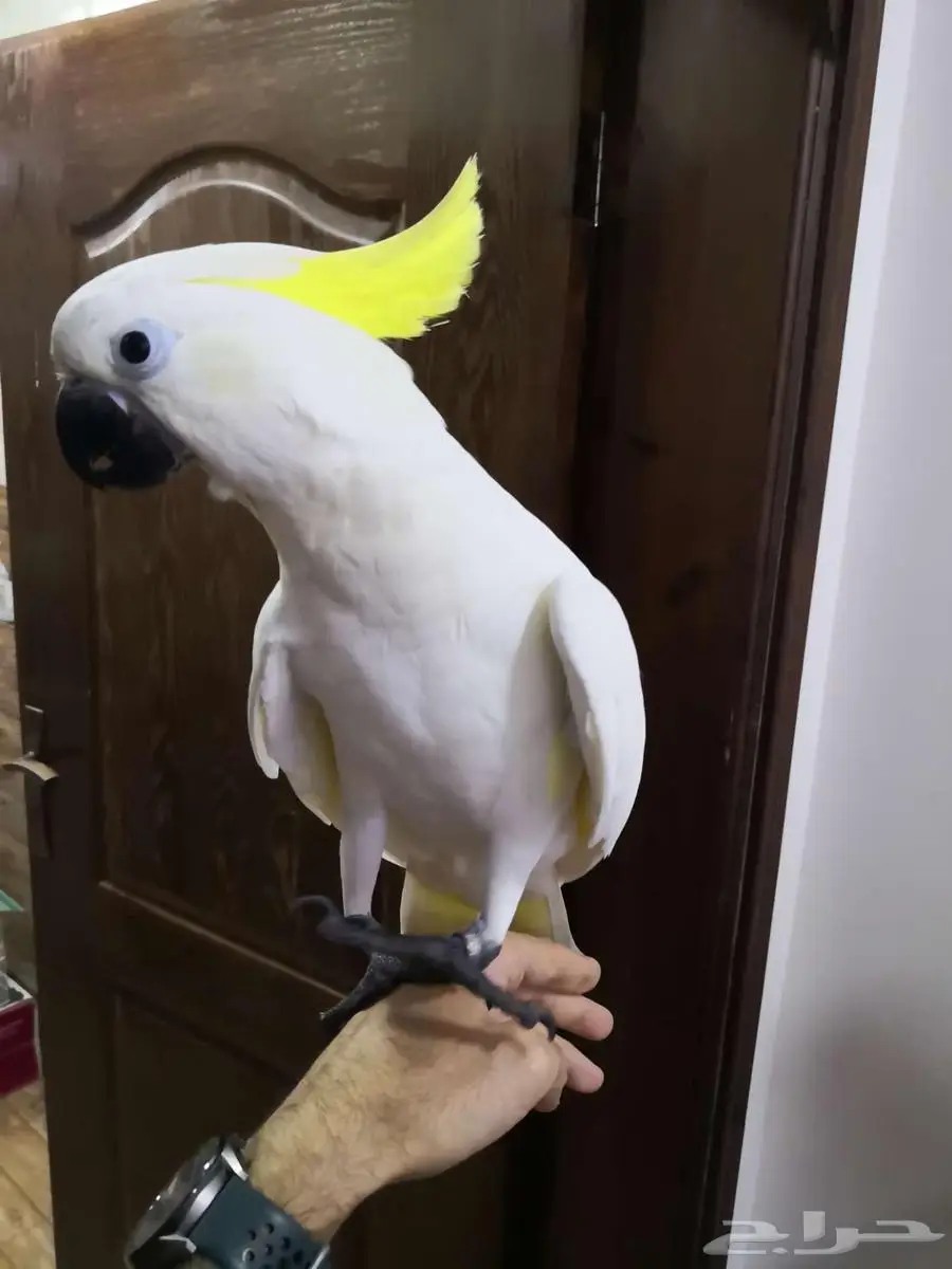 فرخ ببغاء كوكاتو ترايتون 0