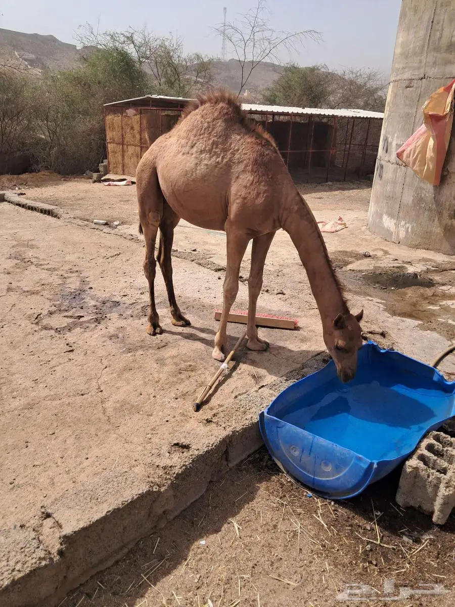 قعود لباني 1
