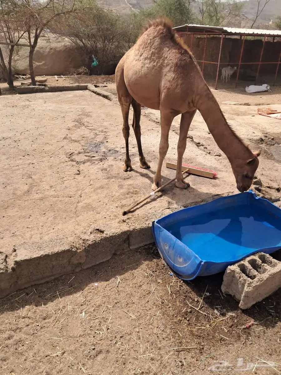 قعود لباني 0