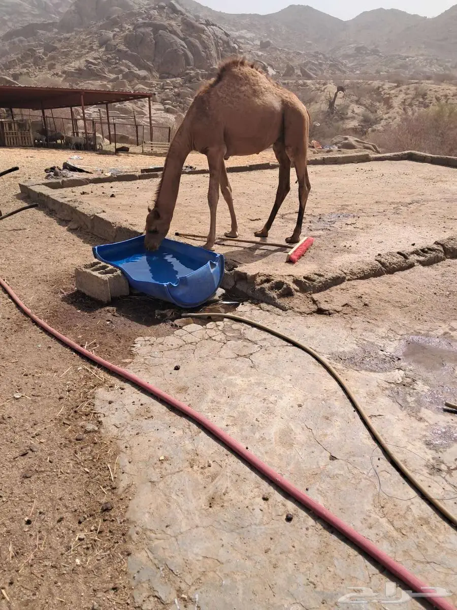 قعود لباني 2