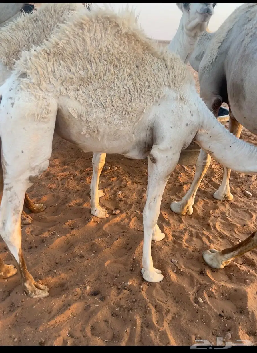 قعدان ثنين 1