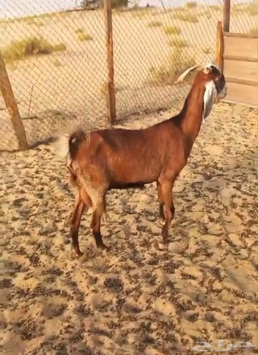 عنز رغوث بثنين تيوس 2