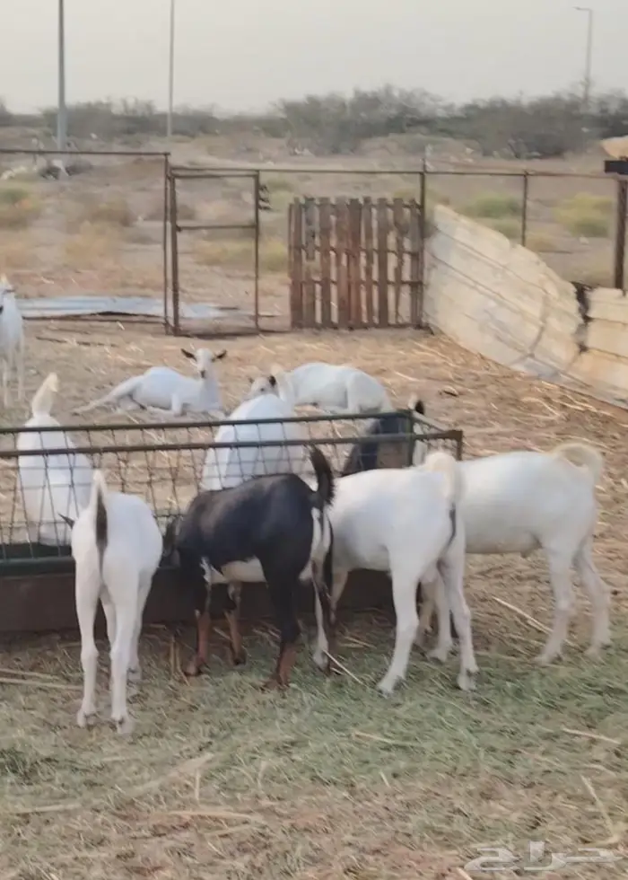 ذبايح مناسبات تيوس البيع جمله وقطاعي 1