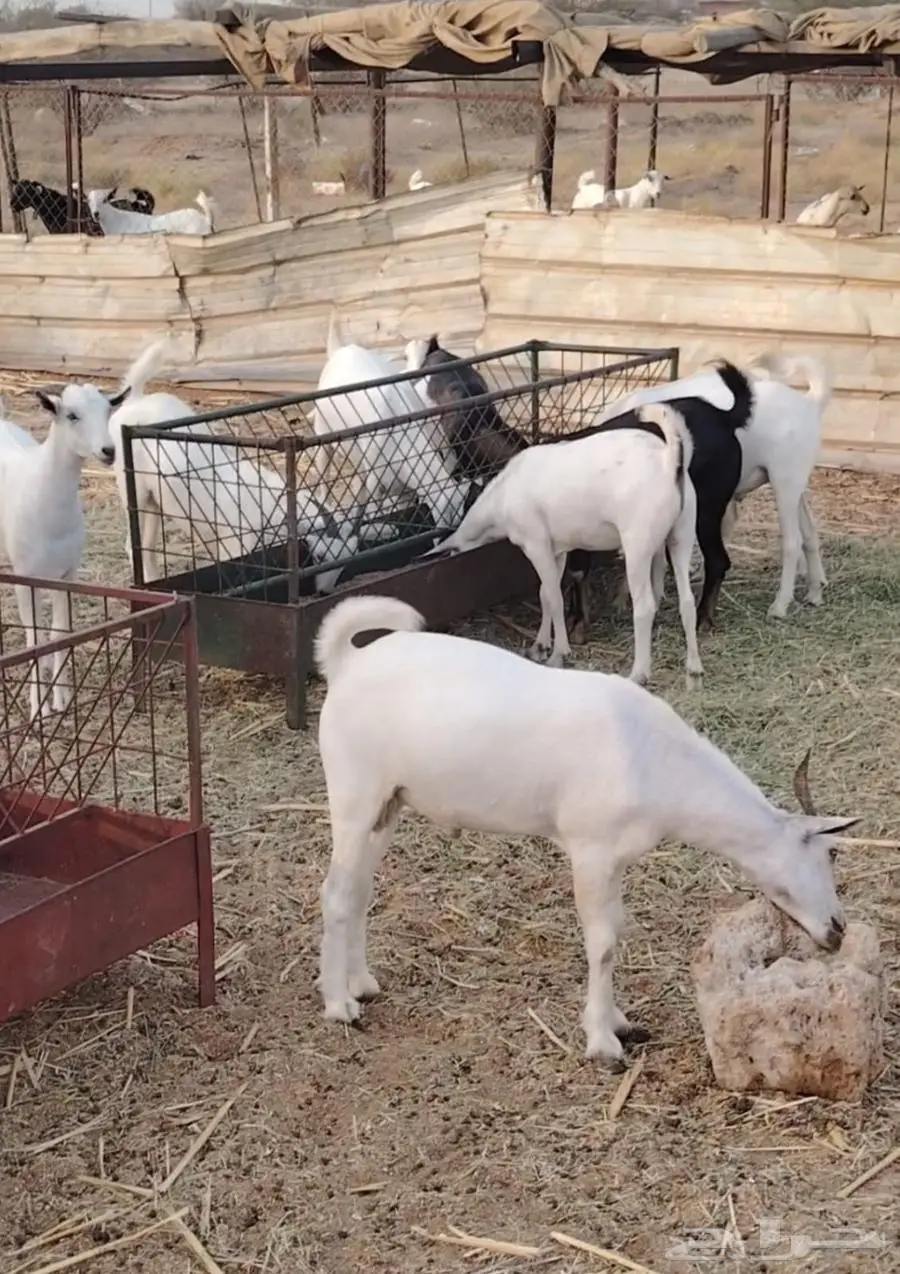 ذبايح مناسبات تيوس البيع جمله وقطاعي 2