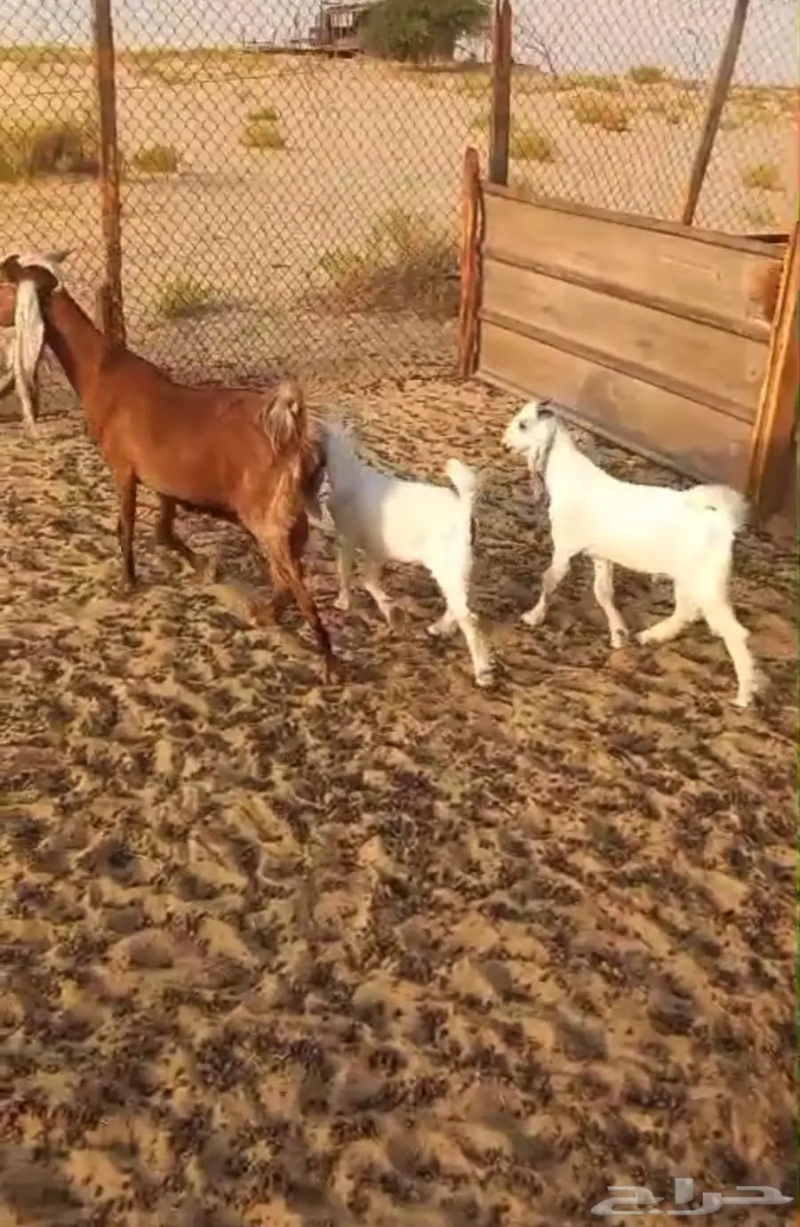 عنز رغوث بثنين تيوس 3