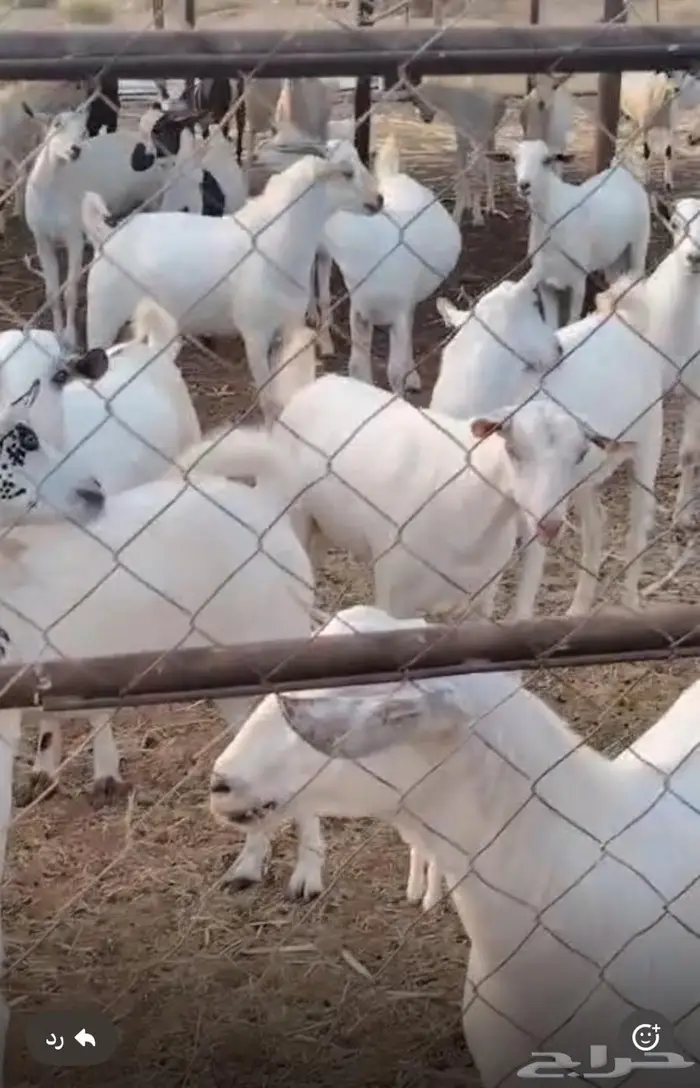 ذبايح مناسبات تيوس البيع جمله وقطاعي 13