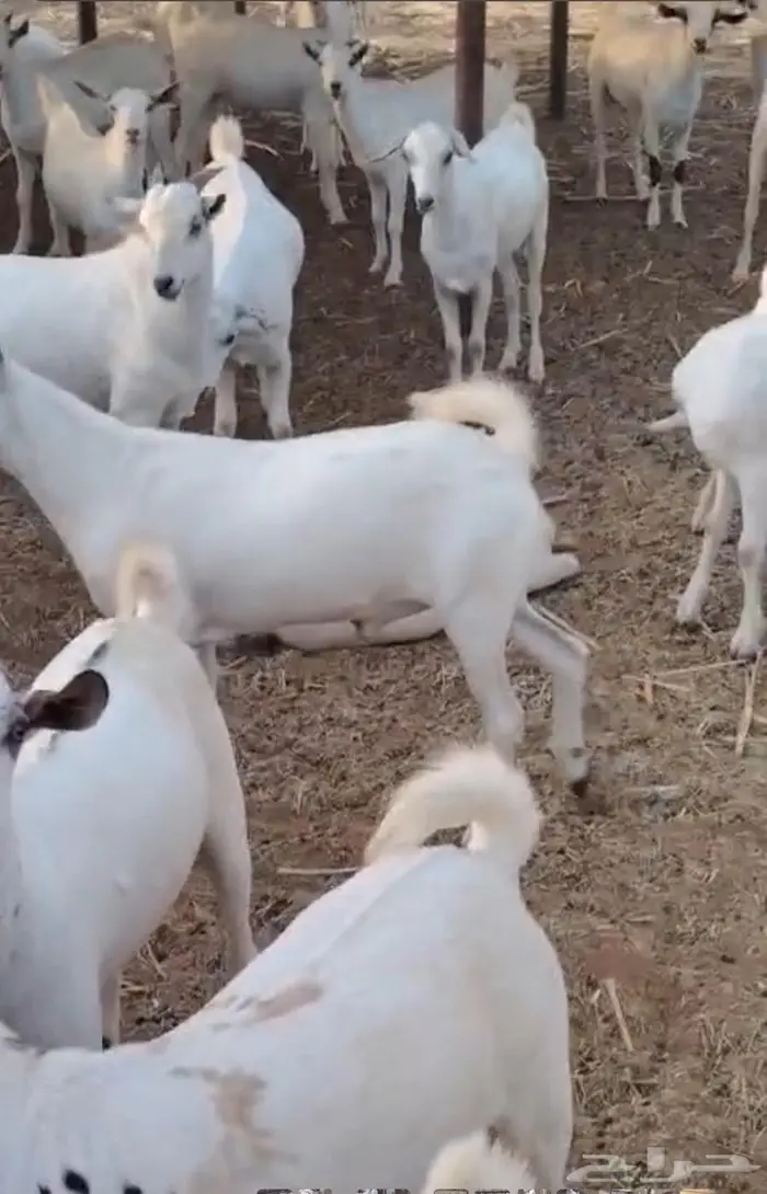 ذبايح مناسبات تيوس البيع جمله وقطاعي 14