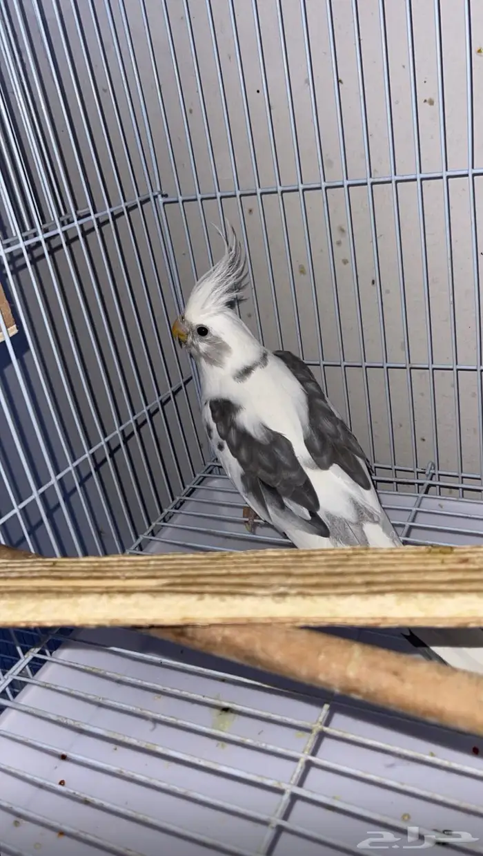 زوج كروان للبيع (تم البيع) 2