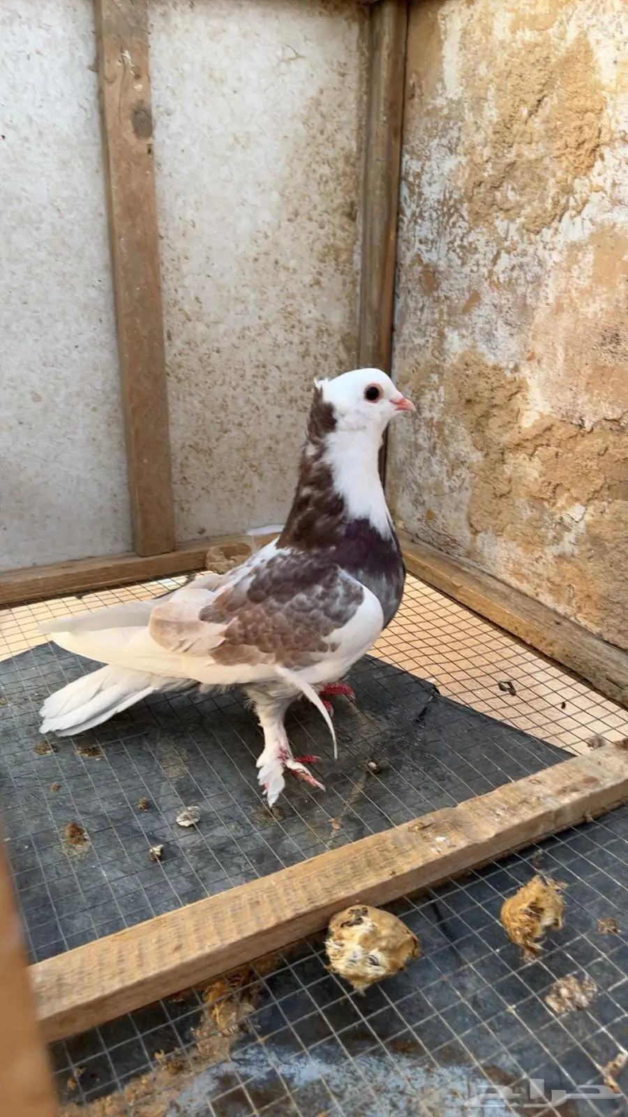 حمام صنعاوي بلغاري شماعي زاجل طيور 1