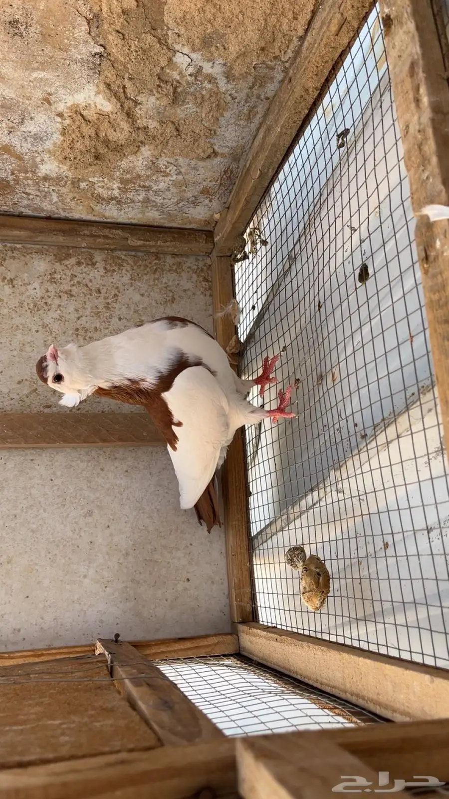 حمام صنعاوي بلغاري شماعي زاجل طيور 4