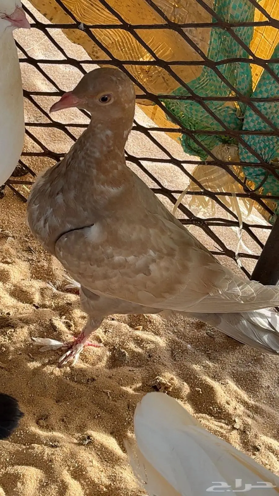 حمام صنعاوي بلغاري شماعي زاجل طيور 3