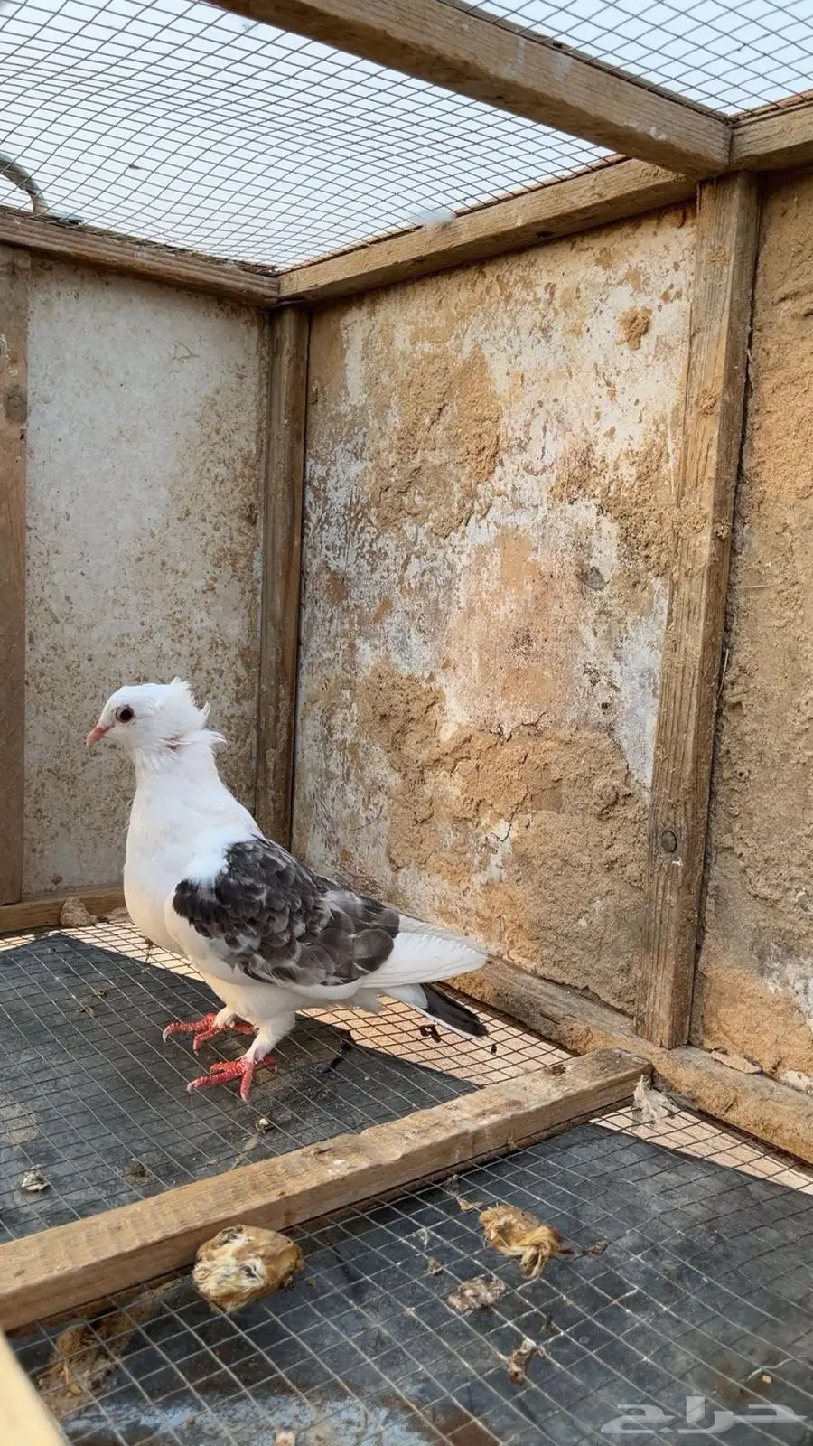 حمام صنعاوي بلغاري شماعي زاجل طيور 2