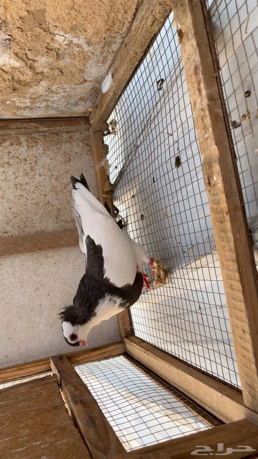 حمام صنعاوي بلغاري شماعي زاجل طيور 5
