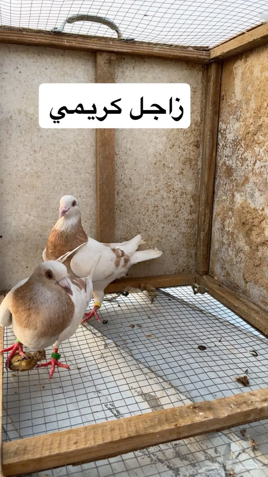 حمام زاجل سلفر كريمي اسود منتج 0
