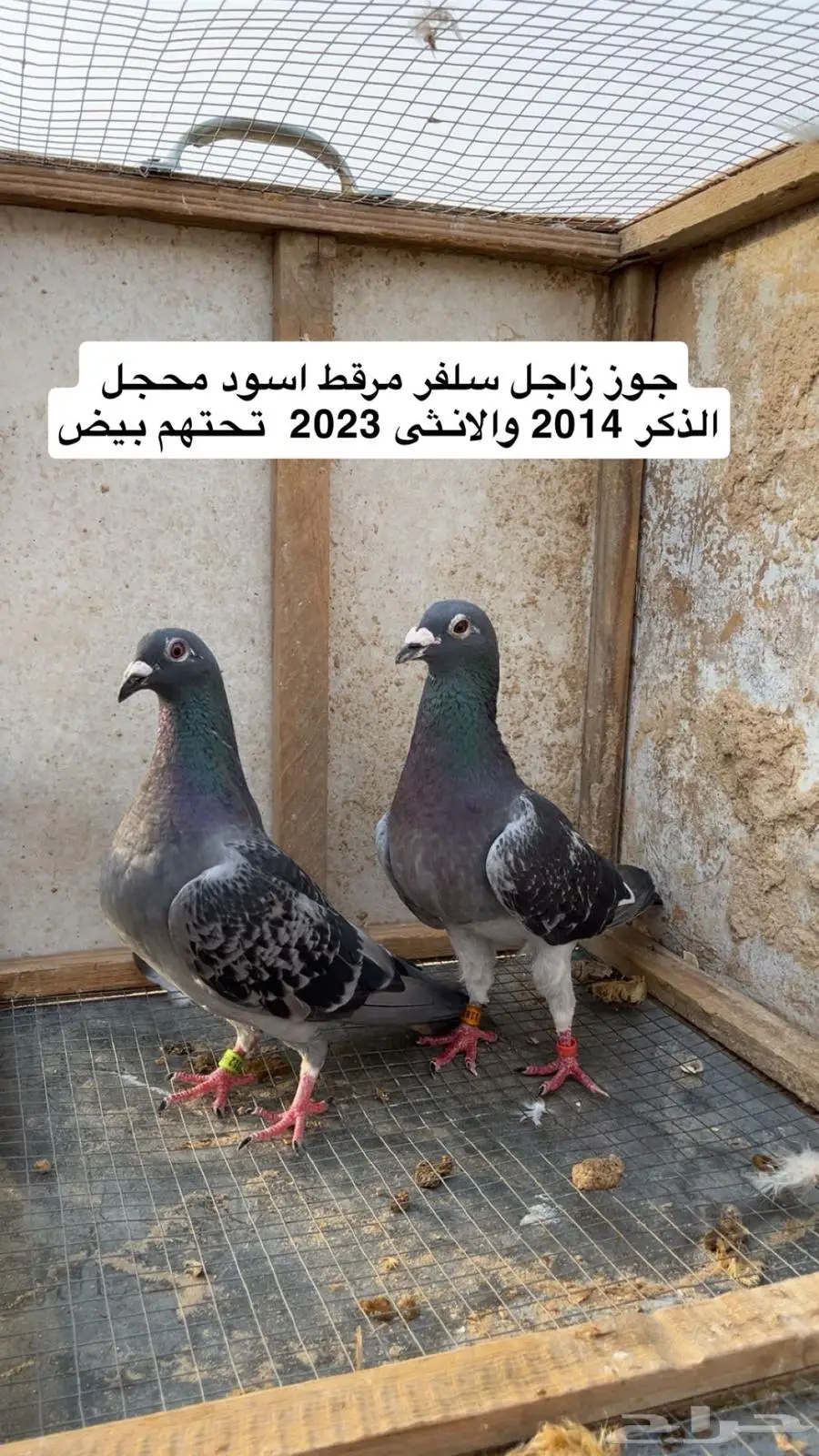 حمام زاجل سلفر كريمي اسود منتج 3