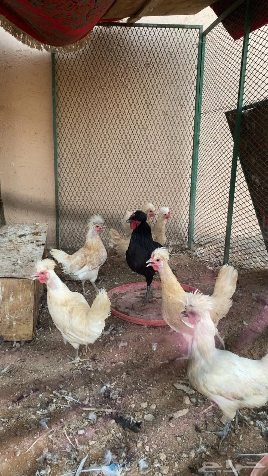 دجاج بلدي وفرنسي وبولش 3