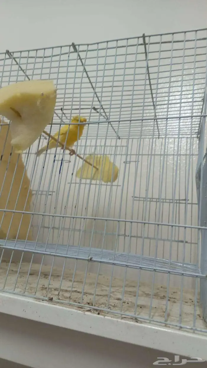 كناري جوز للبيع 1