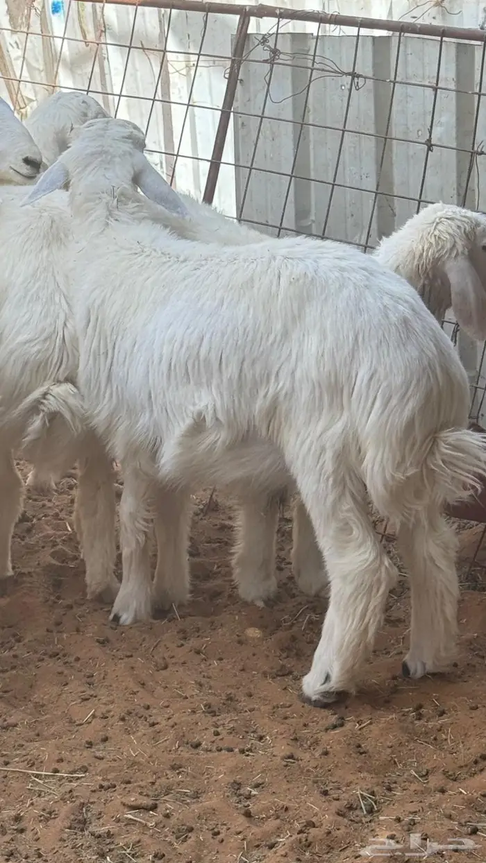 العبدالله لبيع الذبايح 1