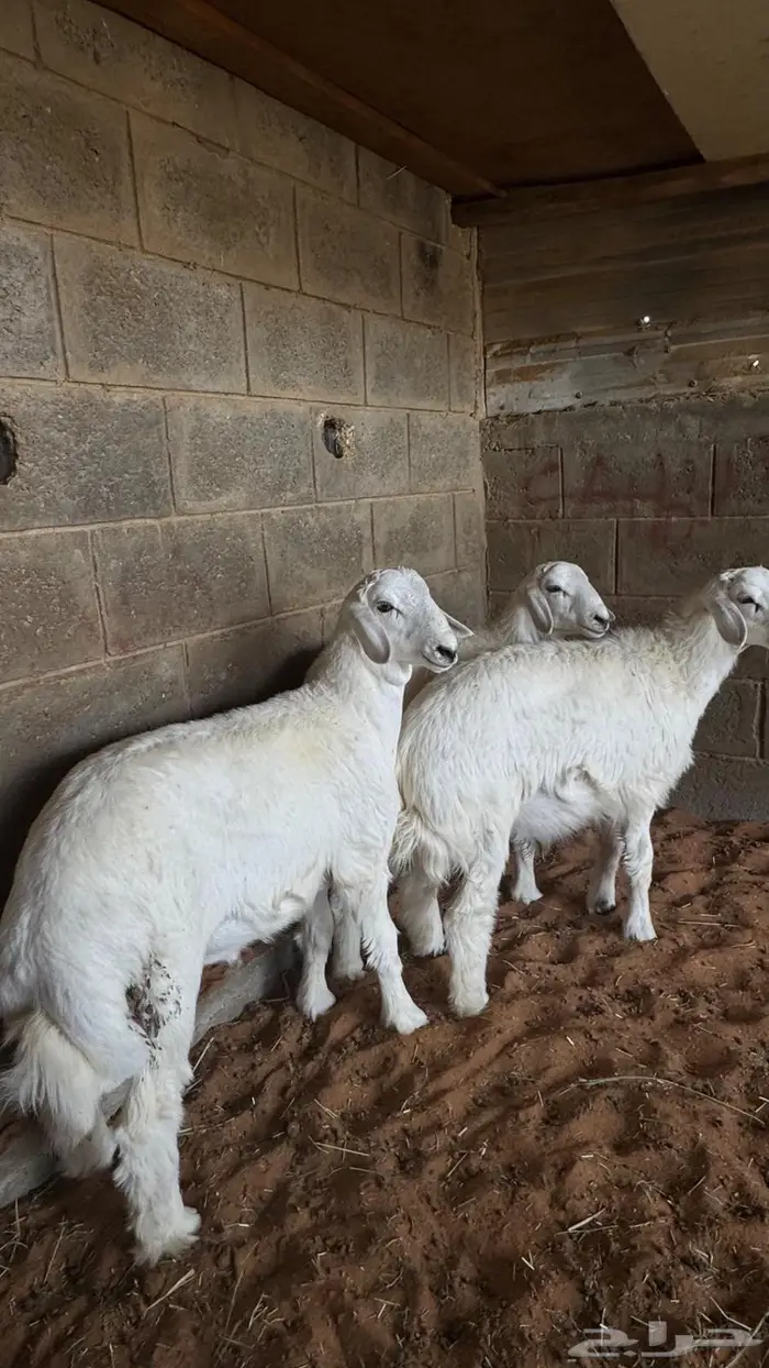 العبدالله لبيع الذبايح 2