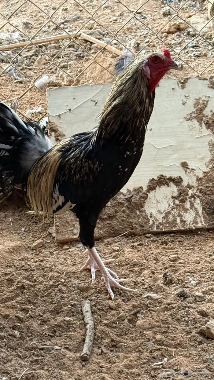 ديك شوكي صغير بالعمر 4