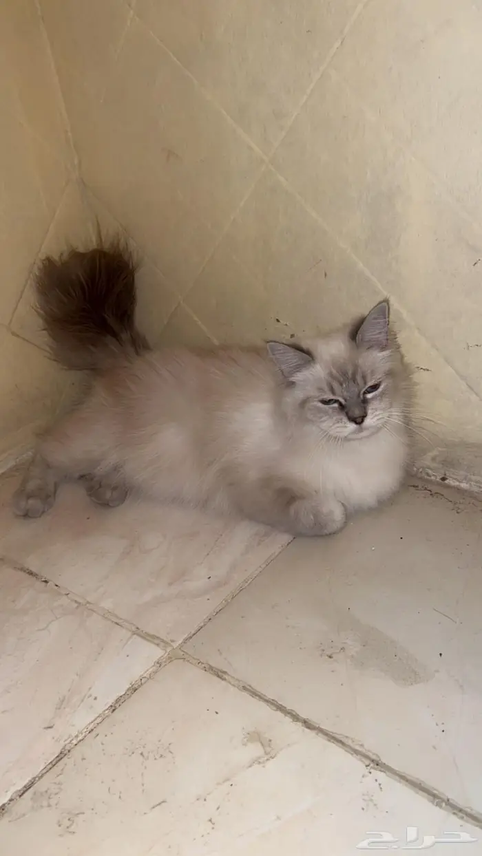 للبيع قطه اليفه العمر 6 شهور 2