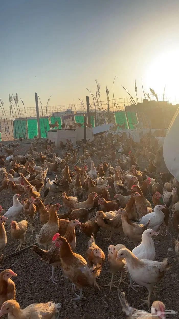 دجاج للبيع 9